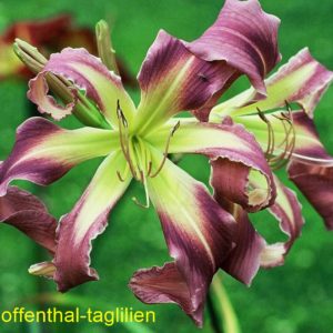 ‚Kirsten’s Corsage‘