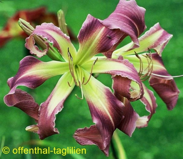 'Kirsten's Corsage'