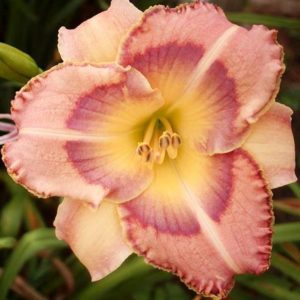 ‚Lavender Showstopper‘
