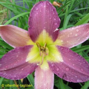 ‚Nile Crane‘