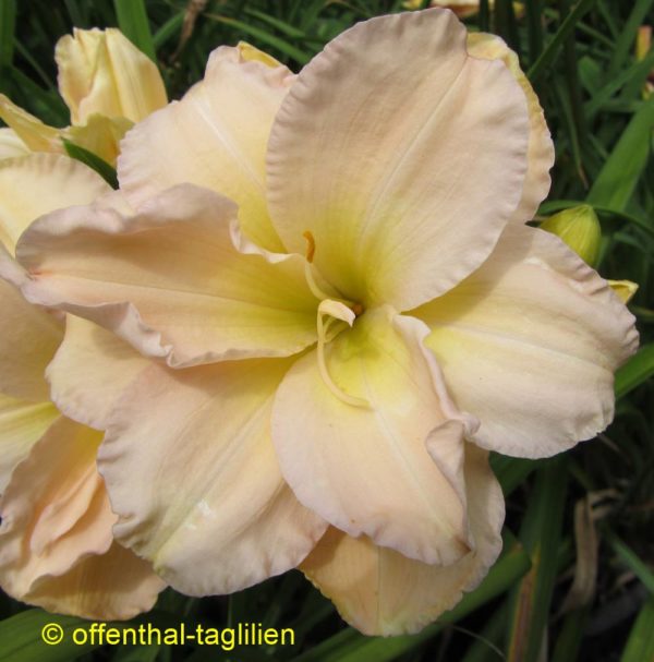 'Peggy Jeffcoat'