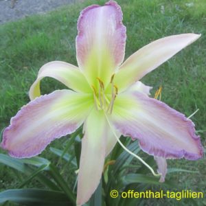 ‚Small World Orchid Moonlight‘
