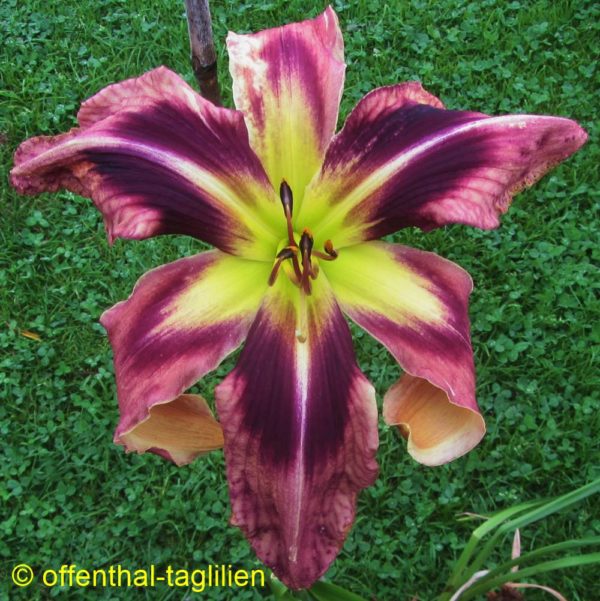 'Swollowtail Summer'