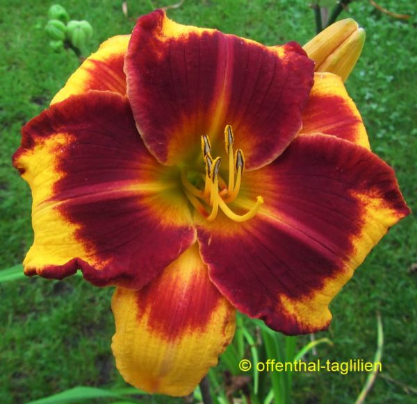 'Tiger Miracle'