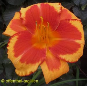 Eigener Sämling 2018 Tet Dor 70cm,15cm