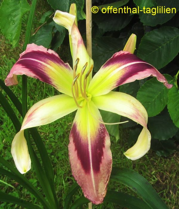 Hemerocallis 'Pa's Helper'