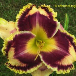 ‚Southern Dazzle‘
