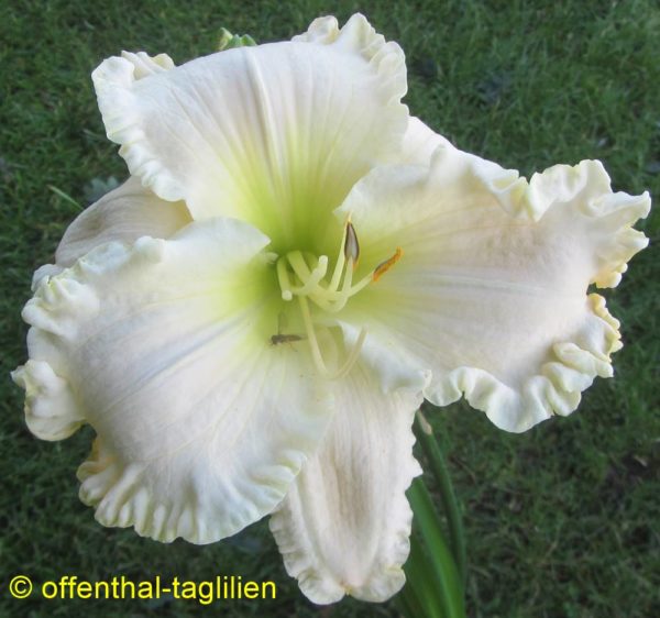 Hemerocallis 'White Mountain'