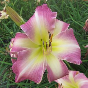 ‚Lady Liz‘