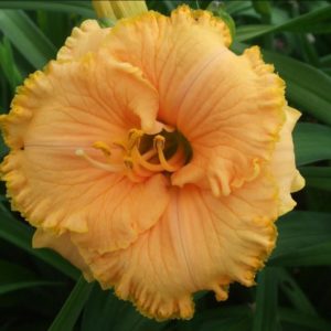 ‚Spacecoast Tiny Perfection‘