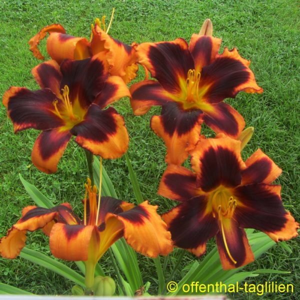 Eigener Säm 00046 Tet Dor 65, 15,
