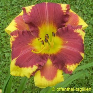 Eigener Säm 00052 Tet Dor 70, 15,