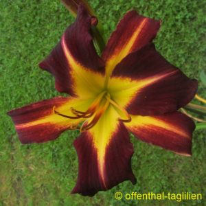 Eigener Säm 00073 Tet Dor 70, 15,