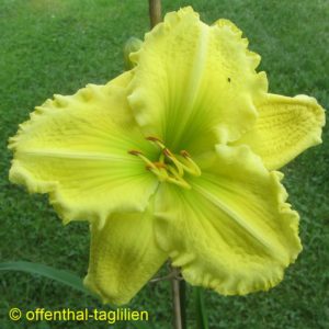 Eigener Säm 00077 Tet Dor 70, 15,