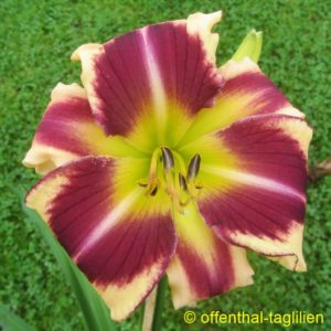 Eigener Säm 00114 Tet Dor 70, 15,