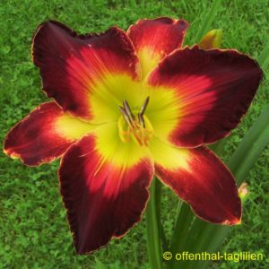 Eigener Säm 00183 Tet Dor 70, 16,