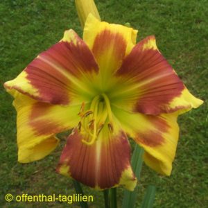Eigener Säm 00201 Tet Dor 70, 20,