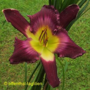 Eigener Säm 00204 Tet Dor 70,15,