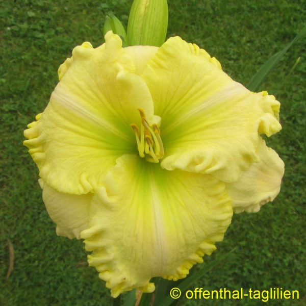Eigener Säm 00222 Tet Dor 70, 15,