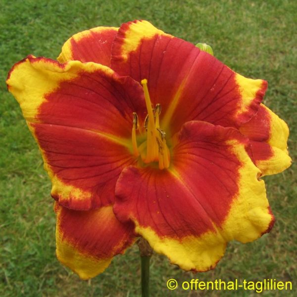 Eigener Säm 00284 Tet Dor 70, 16,