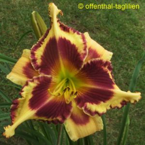 Eigener Säm 00300 6 Tet Dor 70, 17,