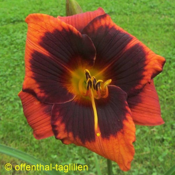 Eigener Säm Mo 00018 Tet Dor 60, 13,
