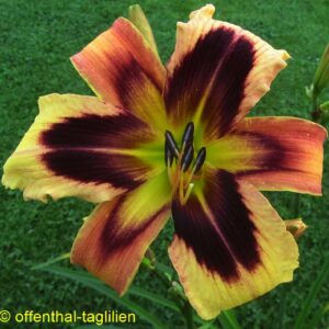 ‚Andreas Mihrow‘