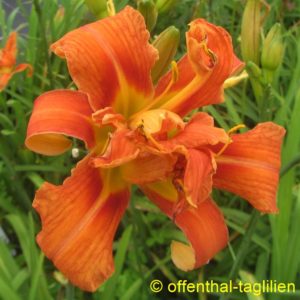 Hemerocallis fulva ‚Kwanzo‘