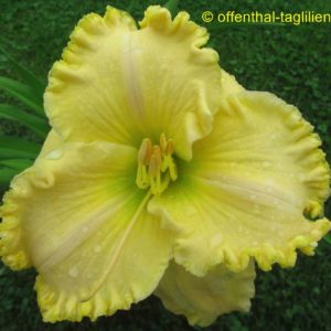 ‚Larry Grace‘