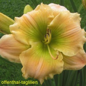 ‚Our Friend Sally‘
