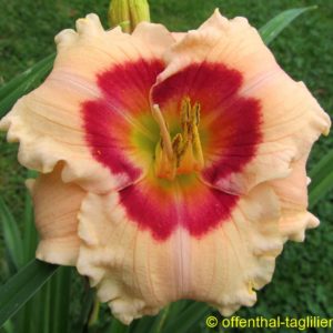 ‚Sophia’s Lips‘