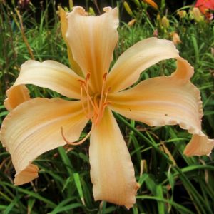 Hemerocallis 'Whoop Dee Doo' Taglilie 