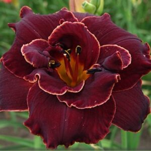 ‚Night Embers‘