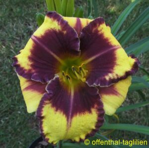 00545 Tet Dor 65, 13,