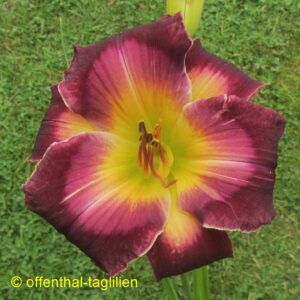 00684 Tet Dor 65, 15,