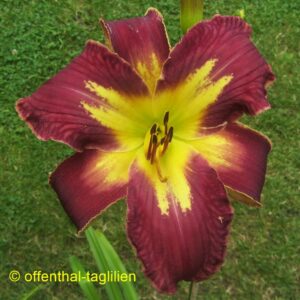 00775, Tet Dor 70,15,