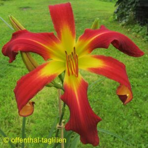 0104 - Säm Roter Spider tet dor 80cm hoch, Blüte 30 cm