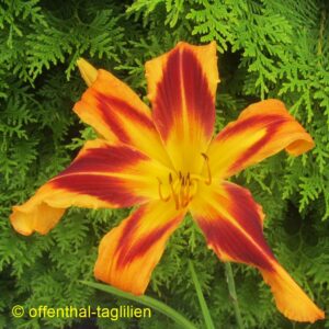 0530 - Säm 00720 tet dor 75, 22,