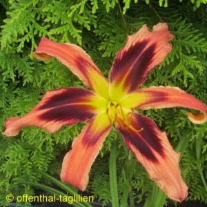 0545 - Säm 00451 tet dor 75, 22,