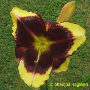 Säm 00502 - 3 tet dor 70, 15, mehrfarbiges Auge