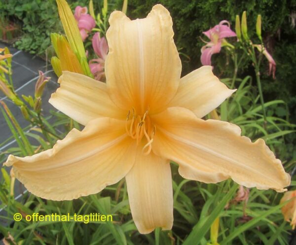 Boitzer Peach Summer
