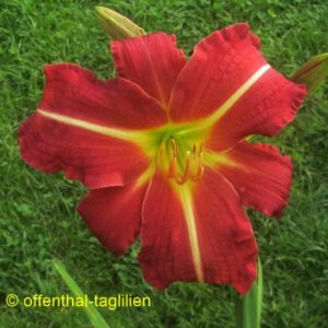 ‚September Flame‘
