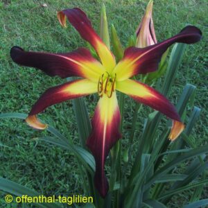 Eigener Säm 00090 30cm Blüte Tet Dor für Velvet Ribbons