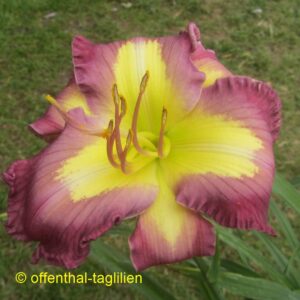 Eigener Säm 00185 3 Tet Dor