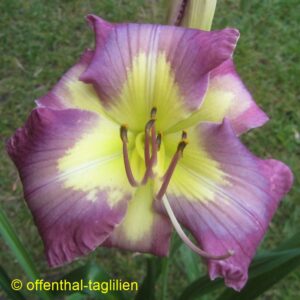 Eigener Säm 00185 6 Tet Dor
