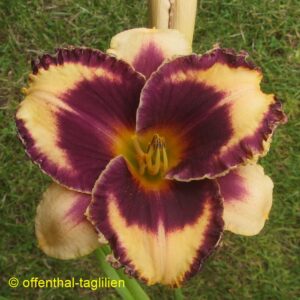 Eigener Säm 00223 Tet Dor