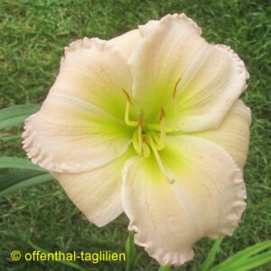 Eigener Säm 01089 Tet Dor