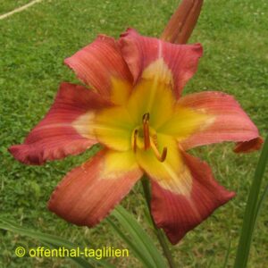 Eigener Säm 01102 Tet Dor