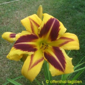 Eigener Säm 01115 Tet Dor Blüte 23cm