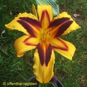 Eigener Säm 01137 2 Tet Dor Blüte 23cm